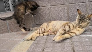 母猫の尻尾で遊んでたハズがいつの間のか子猫プロレスに発展