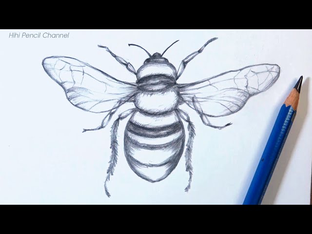 20 Honey Bee Isolated Freehand Pencil Drawing Illustrations RoyaltyFree  Vector Graphics  Clip Art  iStock