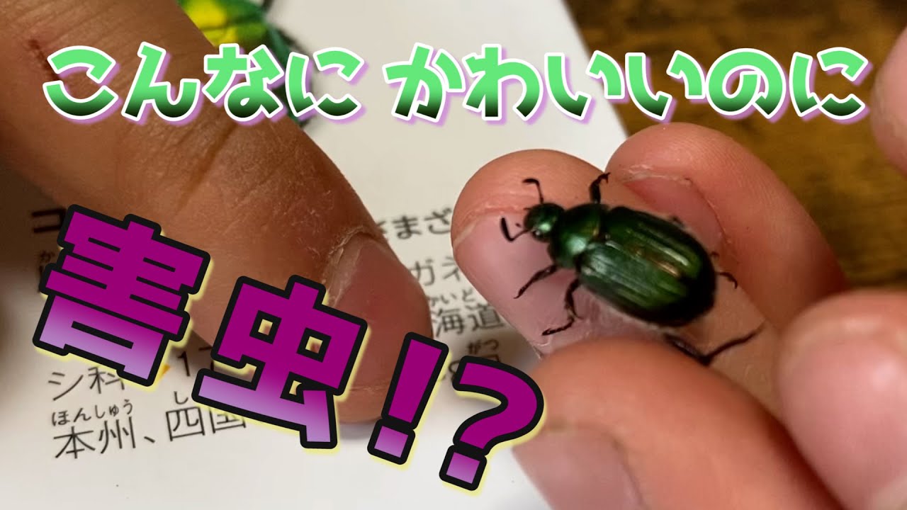 カブトムシとコガネムシは仲間 Youtube