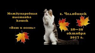 Выставка кошек в Челябинске 28.10.2017 Выставка кошек в Челябинске 28.10.2017