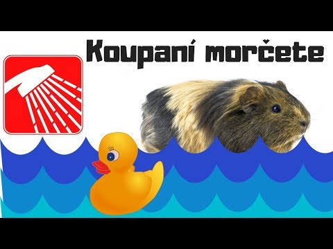 Video: Jak Umýt Morčata