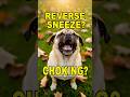 Why Does My Dog Make That Weird Honking Noise? #doghealth #dogshorts #petcare