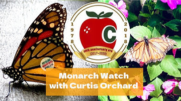 Butterfly Tagging with Monarch Watch Kit | Curtis Orchard