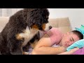 Bernese Mountain Dog Puppy Wakes Me Up!