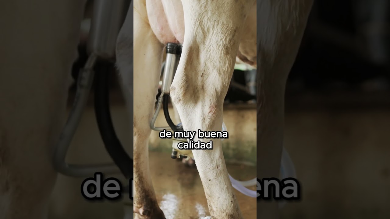 🐮 Las mejores y peores leches enteras de supermercado, según la OCU #shorts