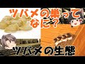 【ゆっくり解説】高級食材の「ツバメの巣」の正体って何!?ツバメの生態を語る
