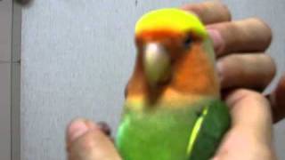 コザクラインコ首のストレッチ
