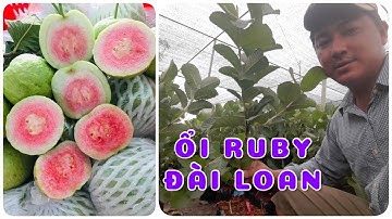 Cây ổi ruby đài Loan | 0386569374 - Ngọc Ngân Bến Tre | Chuyên cây độc lạ