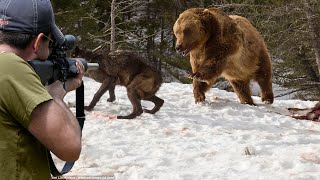 The most powerful grizzly bear hunting clips with guns 😱👌👍 Part ...