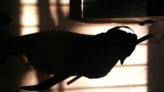 Mason The Kitten Cat