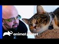 Jackson's Amazing 'Blinking' Technique Calms An Aggressive Cat | My Cat From Hell