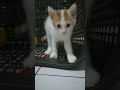 20 mei 2024 #cute #cat #catvideos #shortvideo #kiiten #shorts