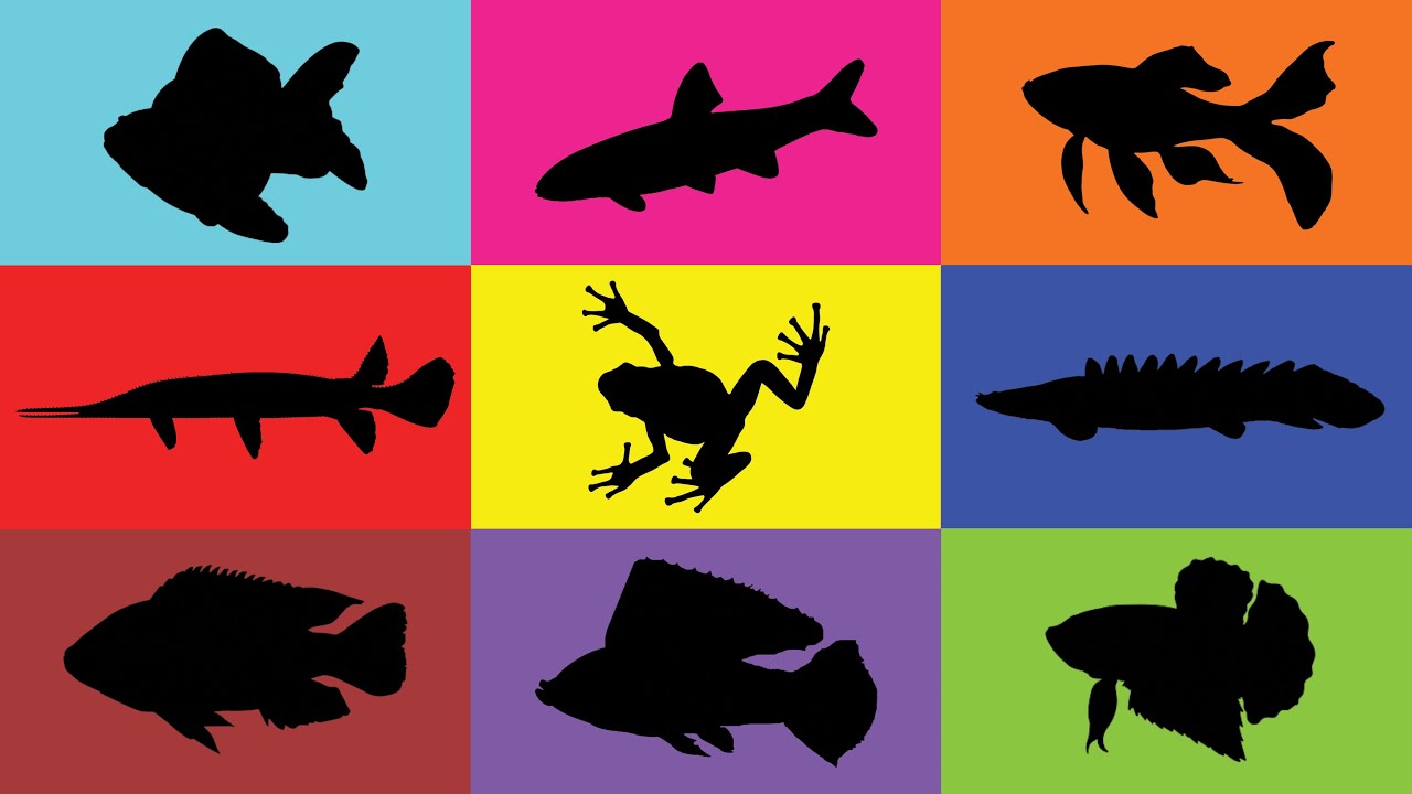 Fish: Goldfish, Molly Fish, Guppy Fish, Betta Fish, Aligator, Chiclid, Redfin, Palmas, Frog