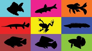 Fish Dfish, Molly Fish, Guppy Fish, Betta Fish, Aligator, Chiclid, Redfin, Palmas, Frog