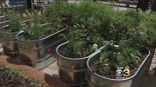 Pop-Up Garden Providing Fresh Fruits, Vegetables For People In Need