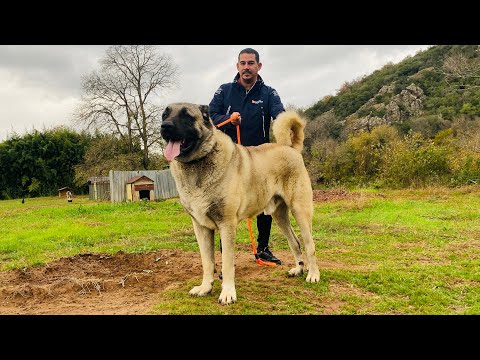 Video: Bu Köpekler Bu Kutular Hakkında Çok Şaşkın