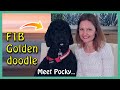 F1B BLACK GOLDENDOODLE | Meet Pocky (with a cameo by a GATE-CRASHER)