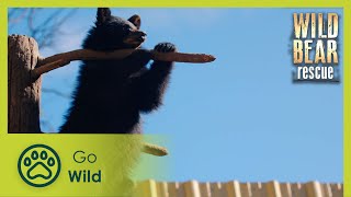 Open Gate | Wild Bear Rescue S01E06 | Go Wild