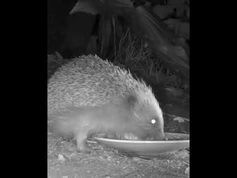 Horace Hedgehog Makes Derek The Fieldmouse Anxious When He Approaches The Fat Ball