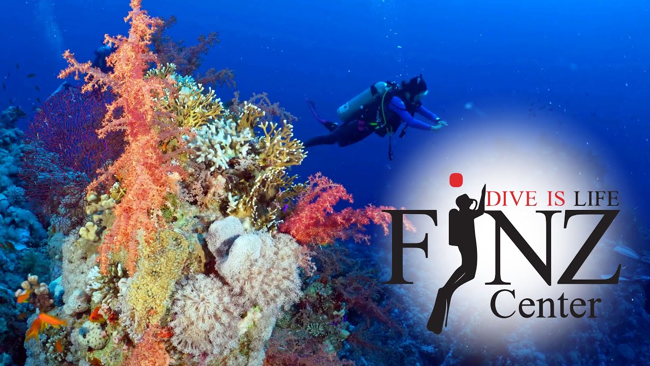 FinZ diving center - Red Sea 2024 safari