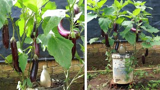 Cultivo de Berinjela no Terraço Usando um Balde de Tinta