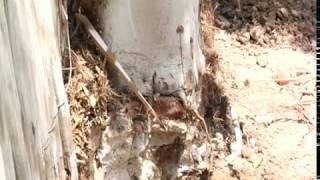 Over-Pruned and Over-Managed Ficus - Prune Like a Pro