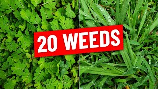 Identify 20 Weeds in the Lawn Plus Weed Control Tips