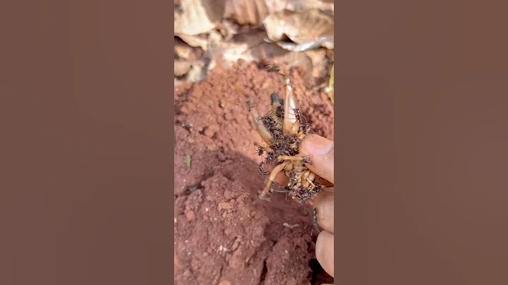 Jump cricket insect is attacked by fire ants  #funny  #shorts #wildlife