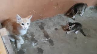 My Cat Doesn't Like New Kittens by Animals Love 110 views 5 years ago 46 seconds