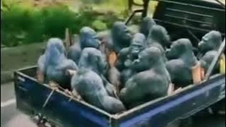 Viral rombongan orang utan naik mobil pickup bak terbuka #orangutan