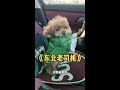 我们到东北了! #抖音小助手 #萌宠出道计划 #王多多