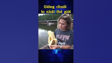 Giống chuối to nhất thế giới |Bạn biết không