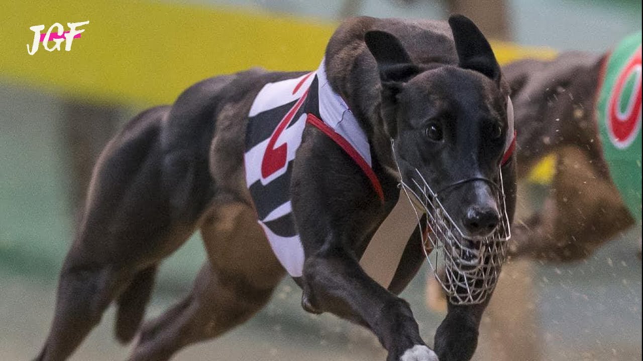 Greyhound The Fastest Dogs in the World YouTube