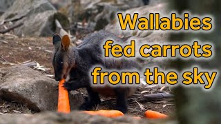 Carrots are airdropped to wallabies from helicopters #AustraliaFires | BBC Newsbeat by BBC Newsbeat 3,285 views 4 years ago 2 minutes, 42 seconds