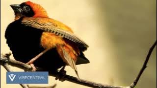 Toto - Africa (Diezeo Remix) [Deep House]