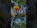 Islamic Status Video Islamic Birds Scene | Rain &amp; Birds Sounds #IslamicStatus #IslamicVideo #youtube