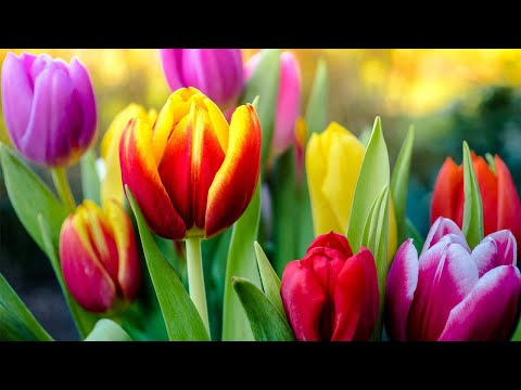 Цветут тюльпаны - праздник весны и ярких красок. Луковичное, многолетнее растение тюльпан.