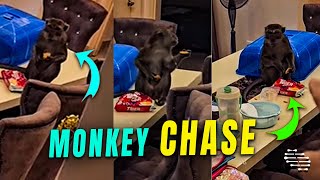 Man Trying to Chase a Monkey Away After Entering His House