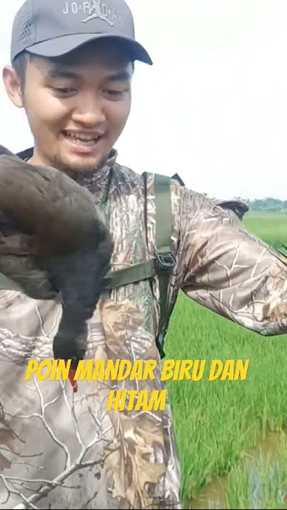 poin mandar biru/mandar besar