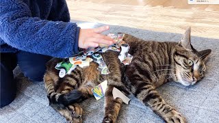 【保護猫】息子にパズルを乗せられても全く怒らない猫