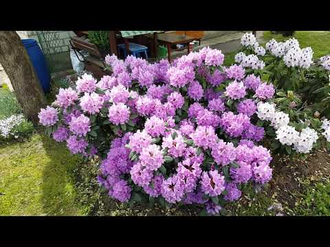 Videó: Rhododendron Sárga