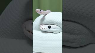 ホワイトウェディング  #爬虫類 #reptiles #ボールパイソン