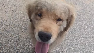 Golden retriever accidentally lost and became a stray dog. He was dirty and hungry. Xiao Le found t by 理发师小乐和流浪狗 1,241 views 2 days ago 8 minutes, 40 seconds