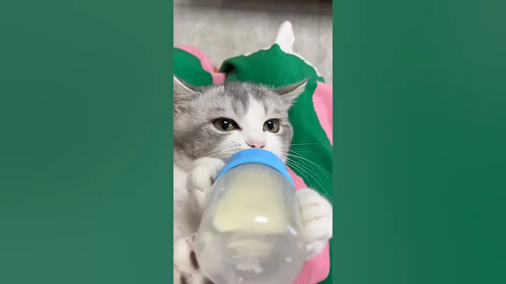 Video 10542261: cats cutecat meow catlover, cat kitten cute pets, cat kitten pets funny, cat meowing cute adorable, cats meowing cute dogs