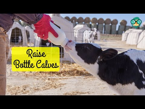 How to Raise Bottle Calves for Profit? How to Raise a Bottle Calf? How to Raise a Bottle Fed Calf?