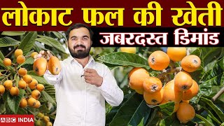 Loquat fruit farming | लोकाट फल की खेती | loquat fruit cultivation | loquat fruit in india #loquat