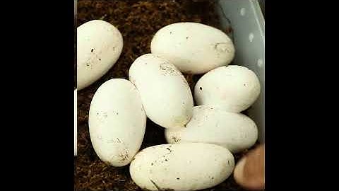 First Time Breeding Woma Pythons