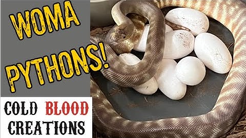 First Time Breeding Woma Pythons