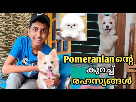 Pomeranian Puppy യെ പറ്റി അറിയേണ്ടതല്ലോം | Pomeranian ഗുണങ്ങൾ ദോഷങ്ങൾ | My Puppy review