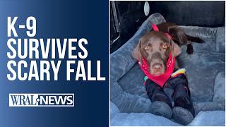 K-9 on the mend after jumping off a highway overpass screenshot 3